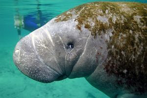 This was my first time snorkelling with the Manatees. The... by Blair Hughes 